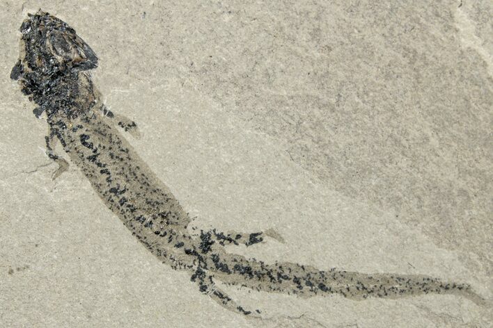 Permian Amphibian (Sclerocephalus) Fossil - Germany #264220
